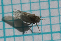 Delphacidae